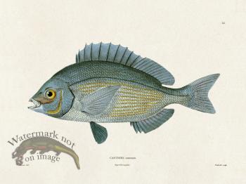 Werner Fish 014